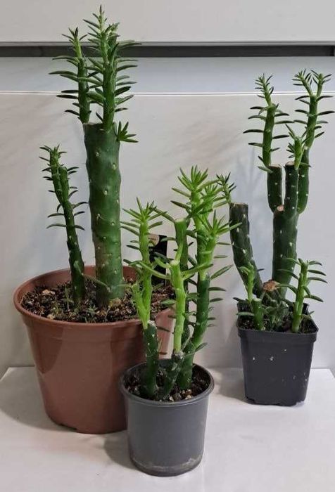 Сукуленты и кактусы