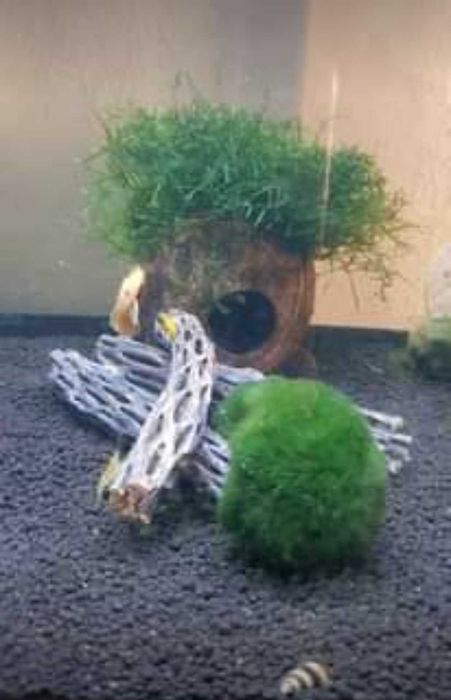 Troncos de Cholla cactus wood  1 tronco 4€ ou 3 troncos 10€