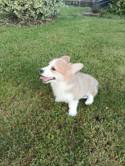 Suczka Welsh Corgi PEMBROKE - KREDA