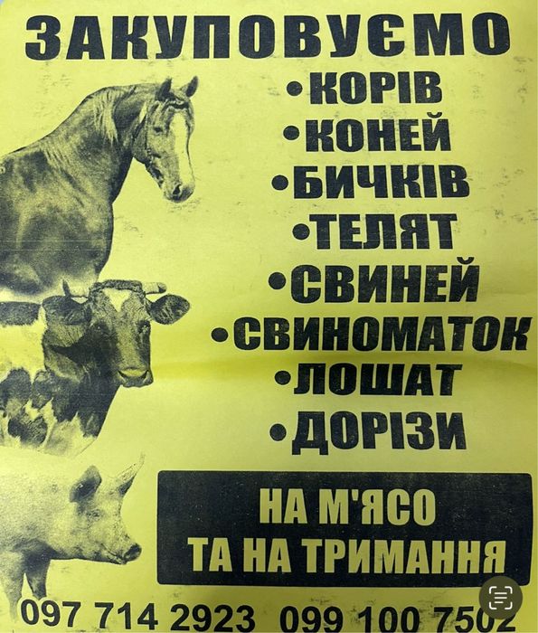 Коровка корову коровча