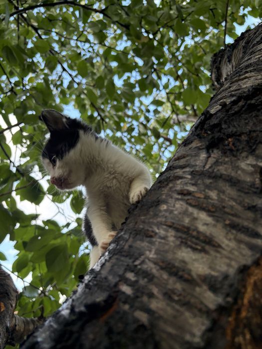 котик горошок, в добрі руки