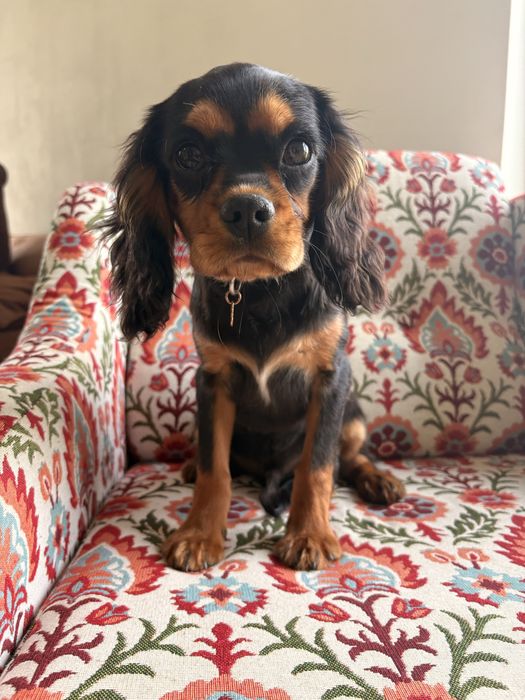 Cavalier King Charles Spaniel piesek.