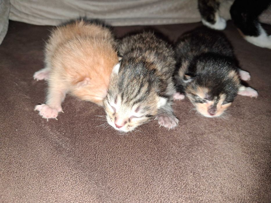 Oddam kotki w dobre ręce