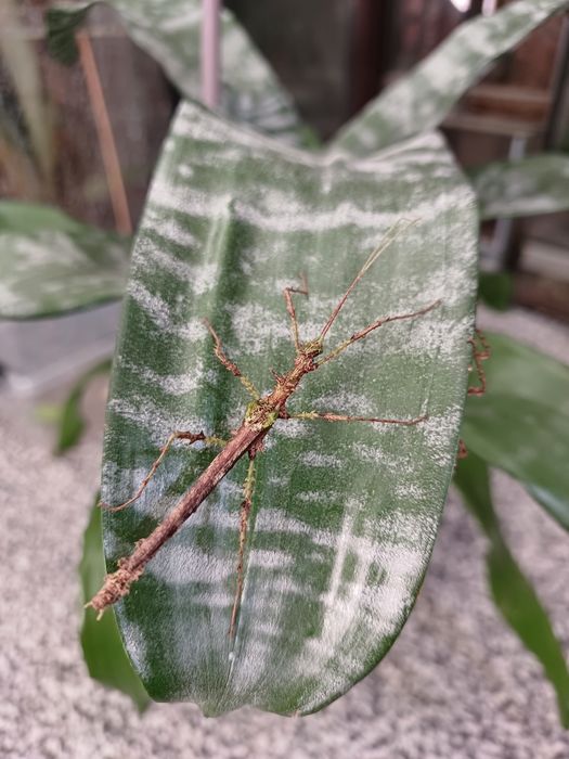 Taraxippus samarae, patyczaki straszyki