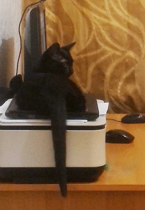 Зникла чорна кішка