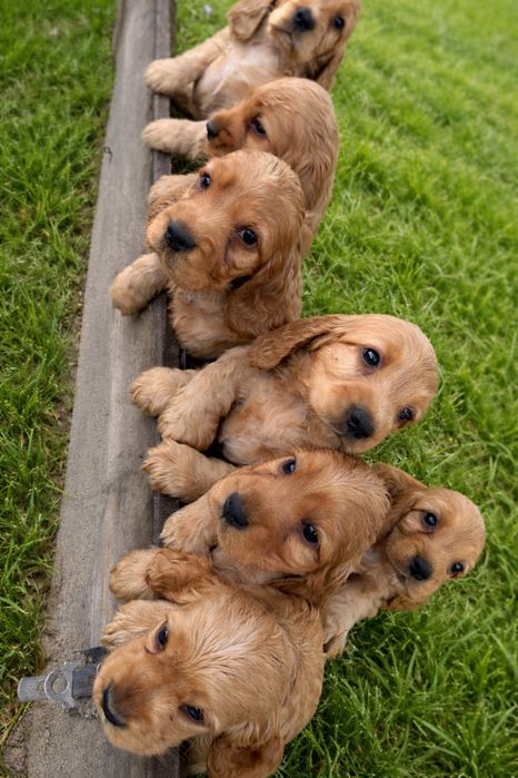 Cocker spaniel angielski