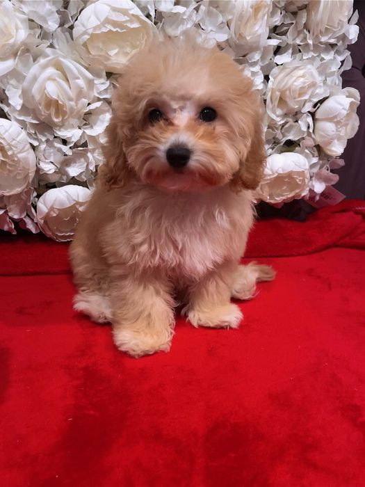 Лялькова мальтіпу Ф1