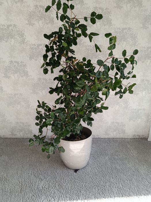 Бадьян віком 10 років,вирощений з насіння.