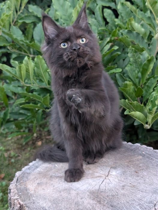 Czarny kocurek Maine Coon Zapraszamy