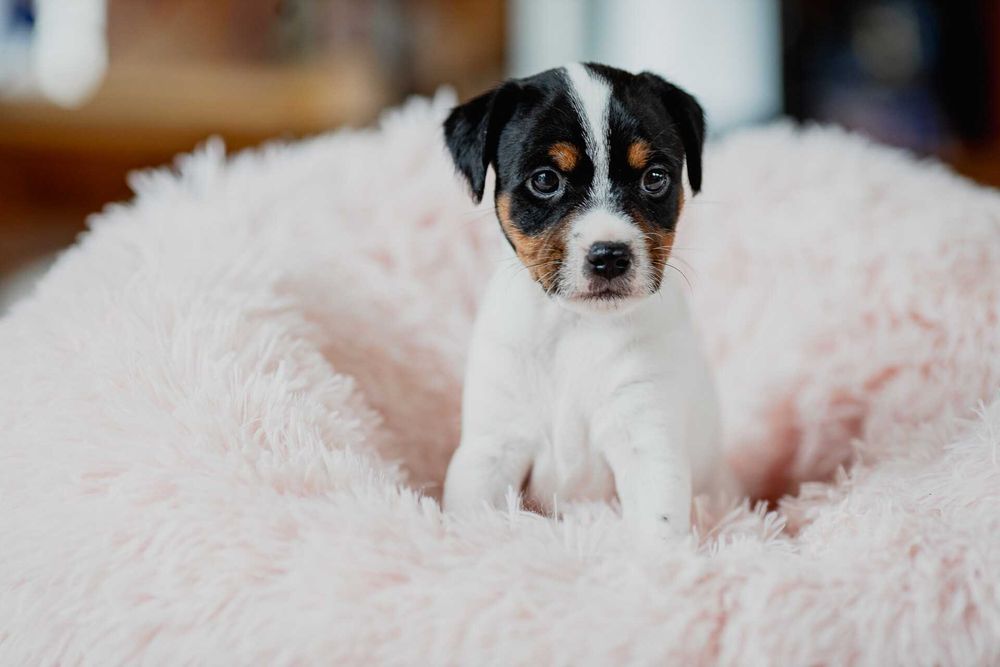 Parson Russell Terrier ZKwP - gotowa do odbioru