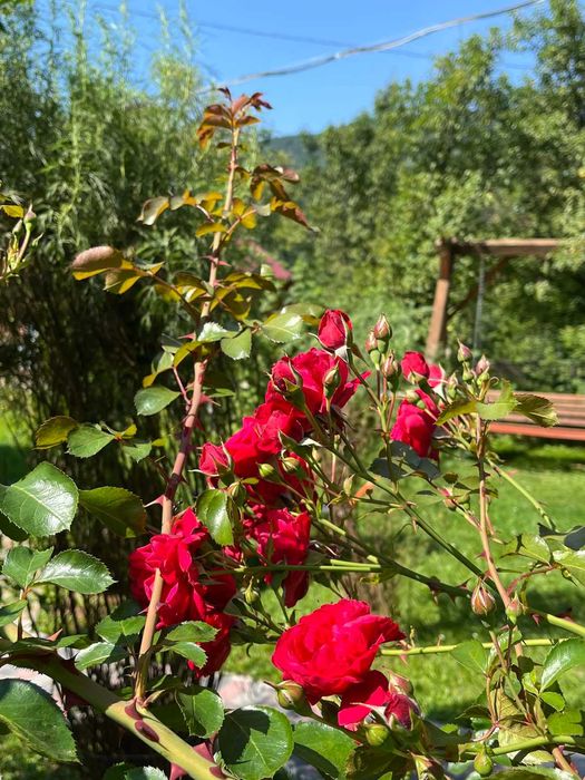 Продамо садибу у Синевирі