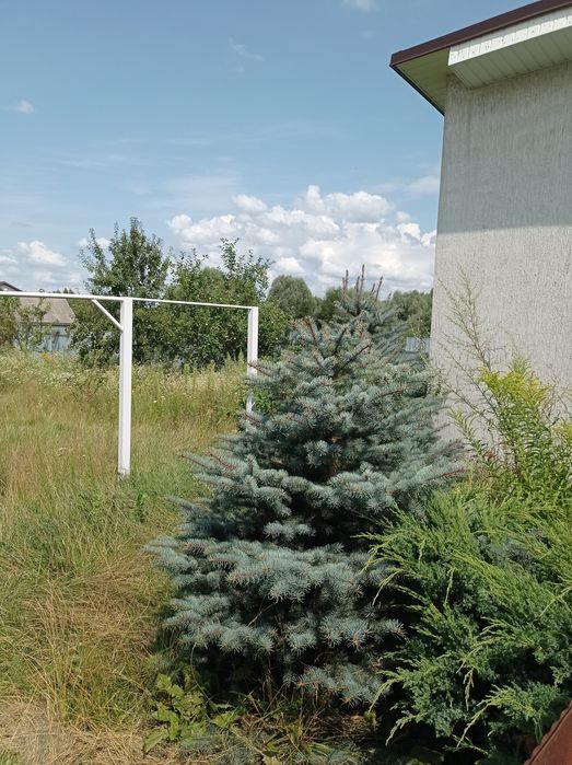 Продається садиба в 30км від міста Чернігів.