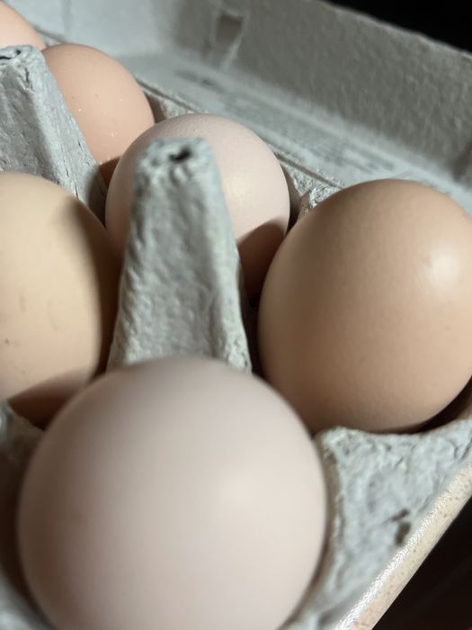 Jajka od szczęśliwych kur