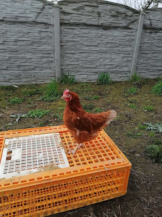 Kury lohmann Sandy 30zł Messa 30zł  z jakiem dowóz od 20 sztuk