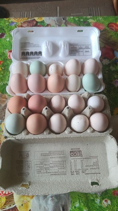 Jajka kolorowe od kur mix