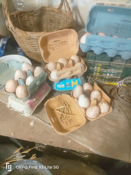 Animais biológicos, criados ao ar livre.