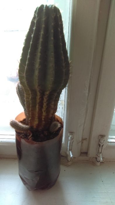 Продаются кактусы комнатные, цветущие.