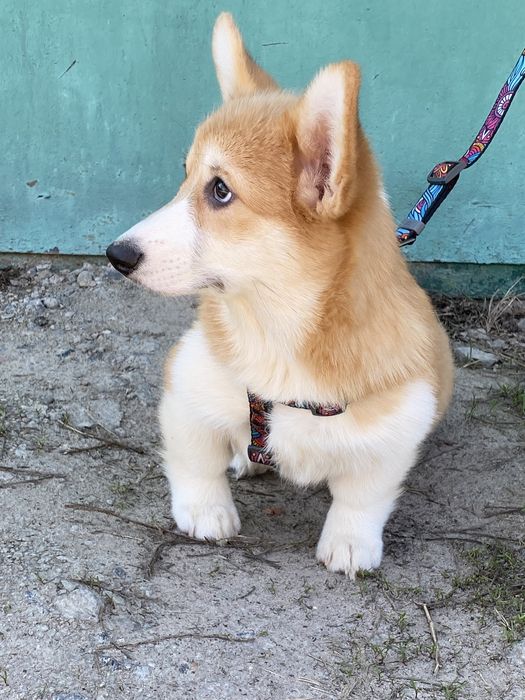 Вельш-корги пемброк (девочки и мальчики)