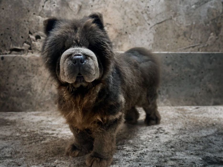 Chao Chao Chow Chow Black Tongue Chao Chao Chow Chow Breed Traits