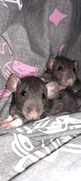 Крыса рекс шоколад дамбо