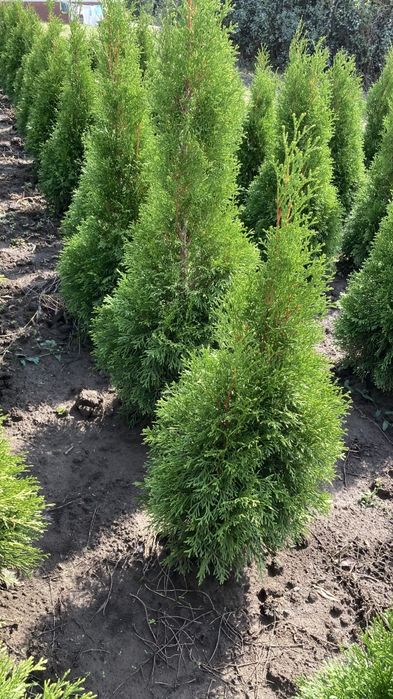 Туї, ялівець, самшит