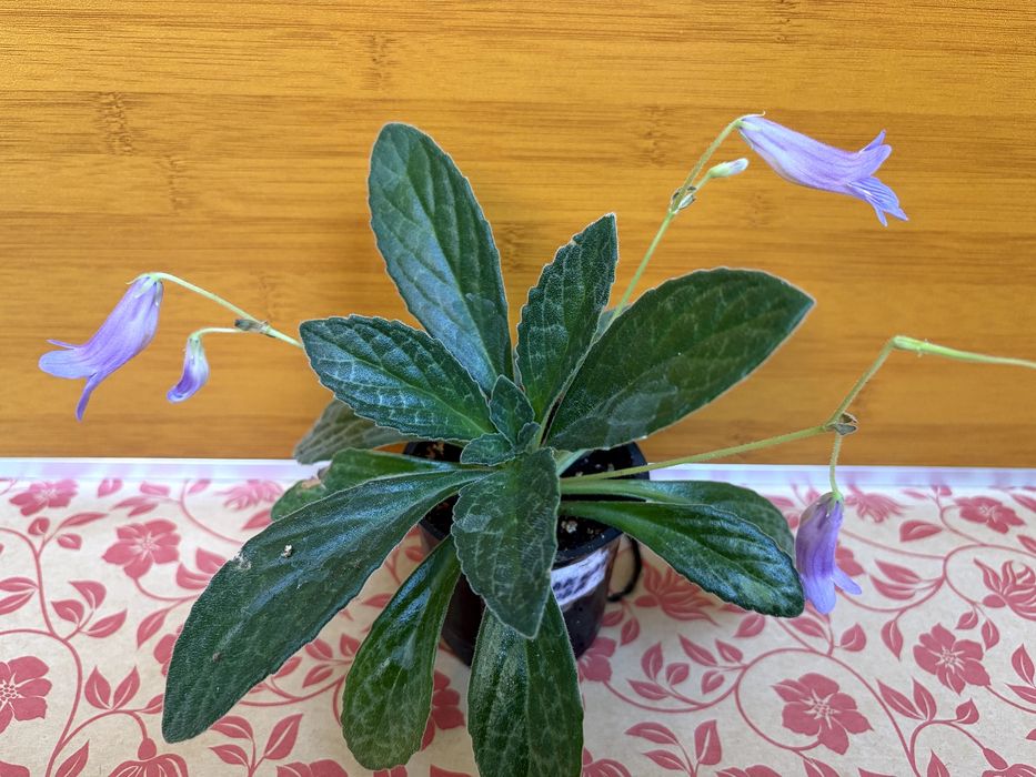 Хлорофітум кучерявий папоротник кучерявий примуліна  хлорофитум примул