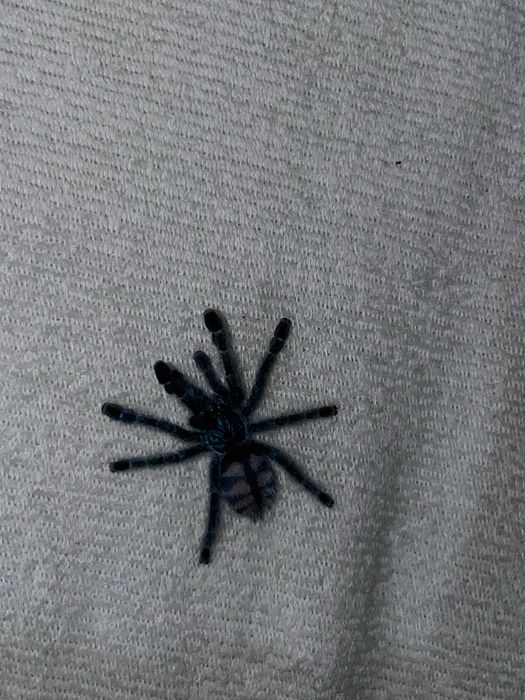 sprzedam mini chodowle