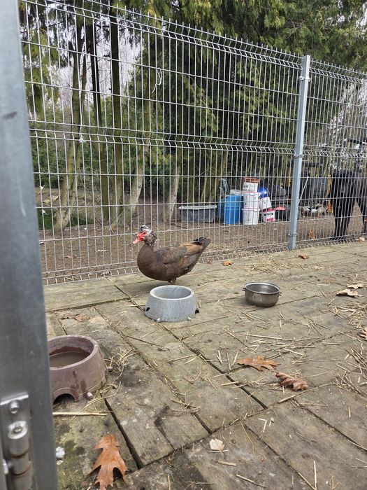 Sprzedam kaczora rocznego