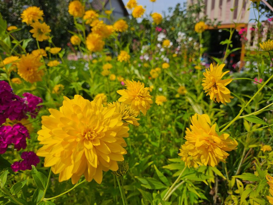 Nadwyżki kwiatów ogrodowych