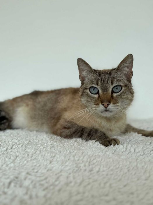 Gato para adoçao (Julio)