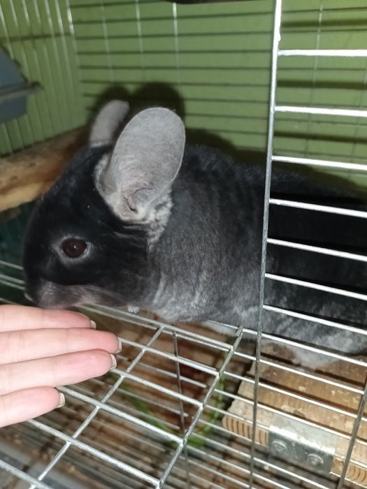 Шиншила з кліткою