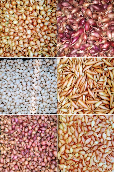 Озима цибуля саджанка, лук севок, сіянка, димка Радар, Штутгарт, Сноуб