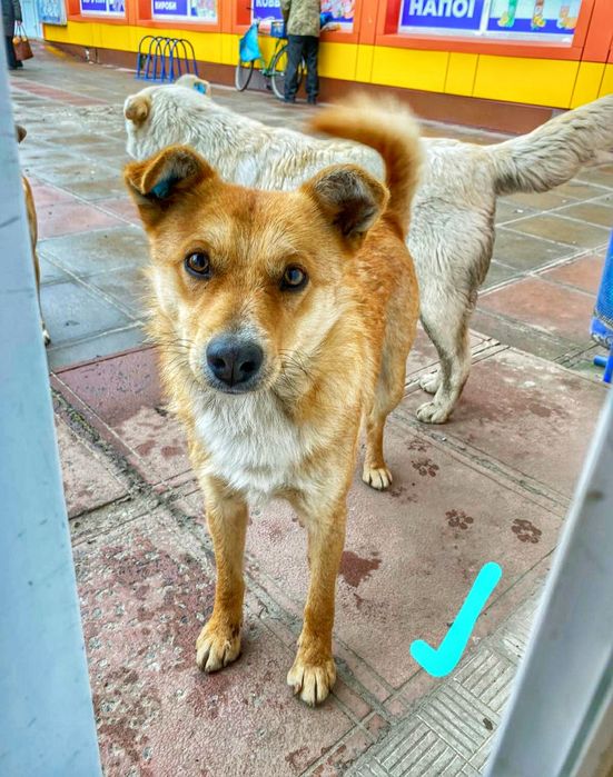 Вони мріють про дім і родину