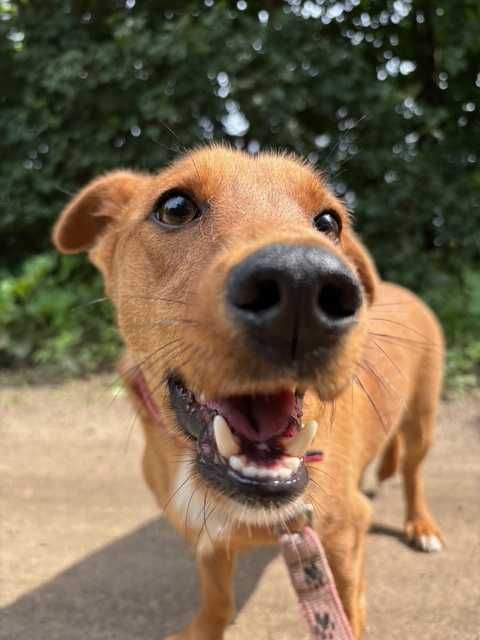 Piesek Dolar do adopcji