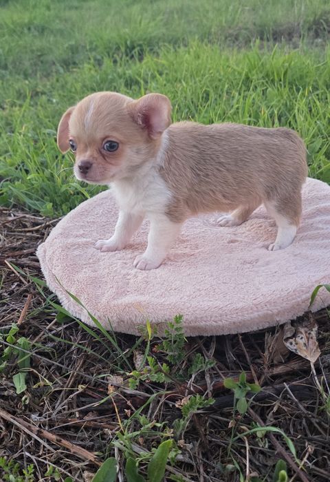 Chihuahua Miniatura Macho Pelo Curto
