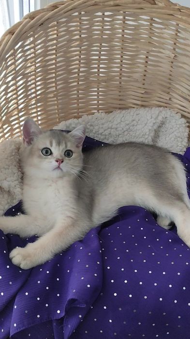 Супер шикарний красавчик шотландська золота шиншила прямовухий хлопчик