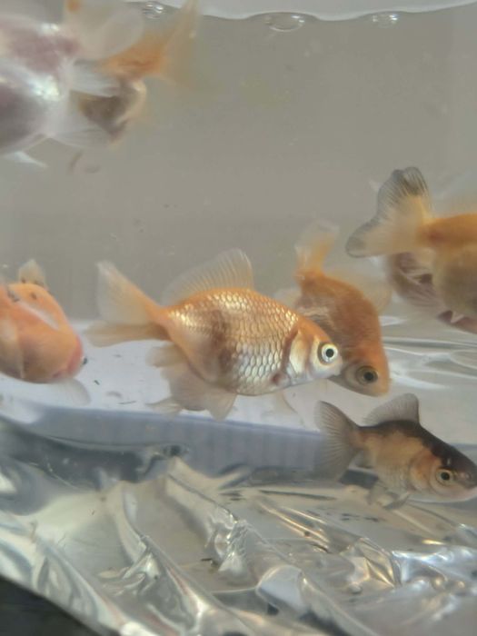 Oranda - idealna do oczek i akwariów