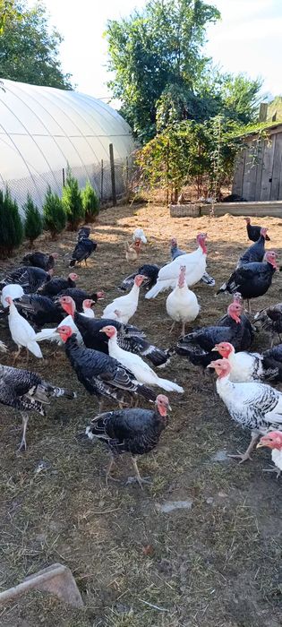 Маю домашніх індиків