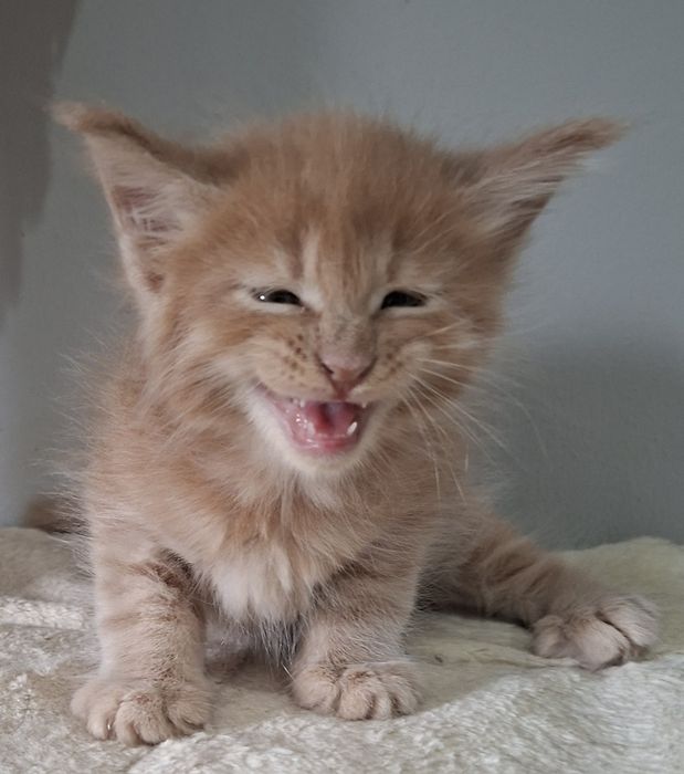 Rudy kocurek Maine Coon
