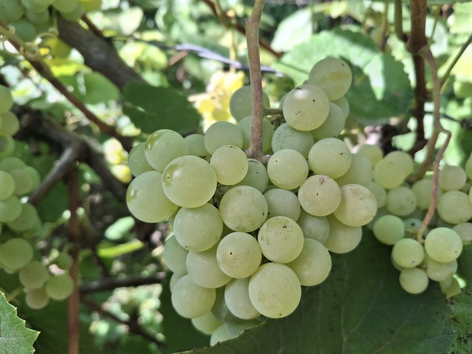 Winogron bez pestek, eco rodzinna plantacja
