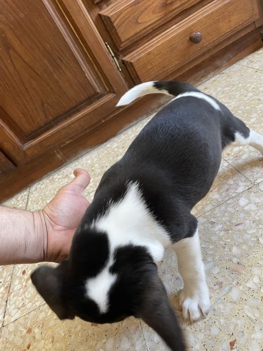 Beagle (Promocao)