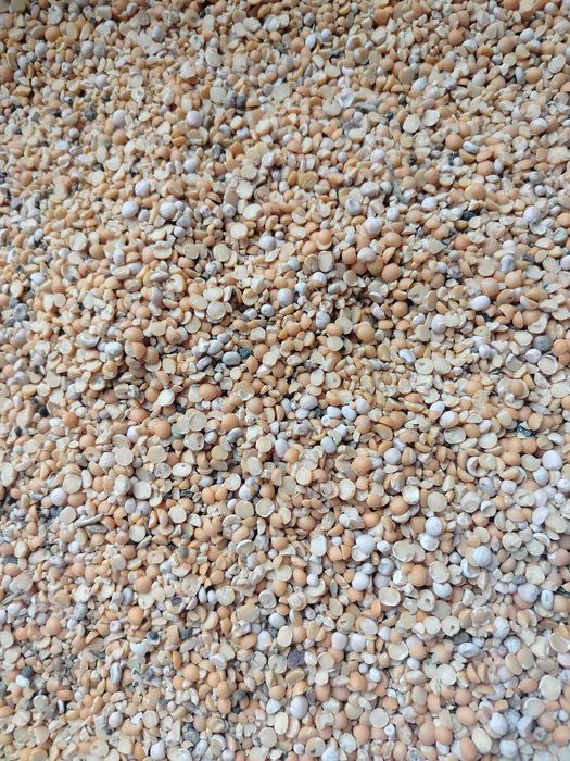 Groch połówka na pasze