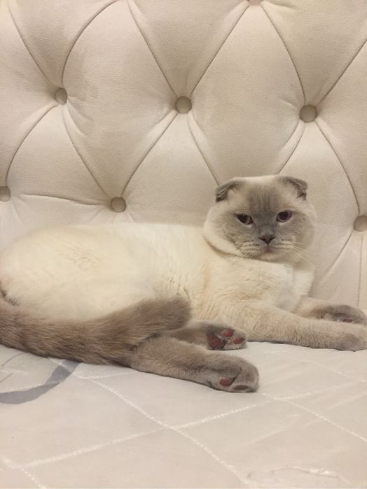 Вязка . Скоттиш - фолд .