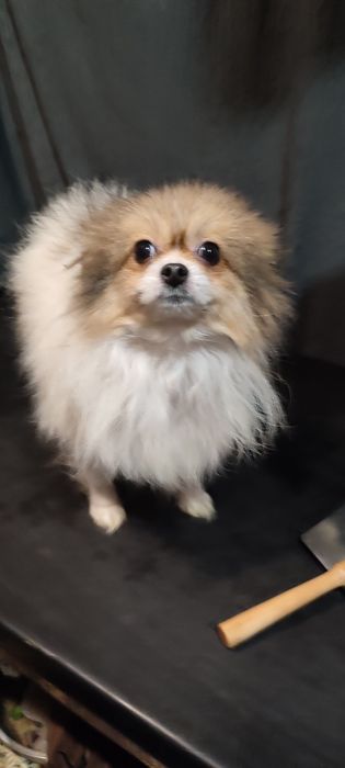 мини шпицуля девочка