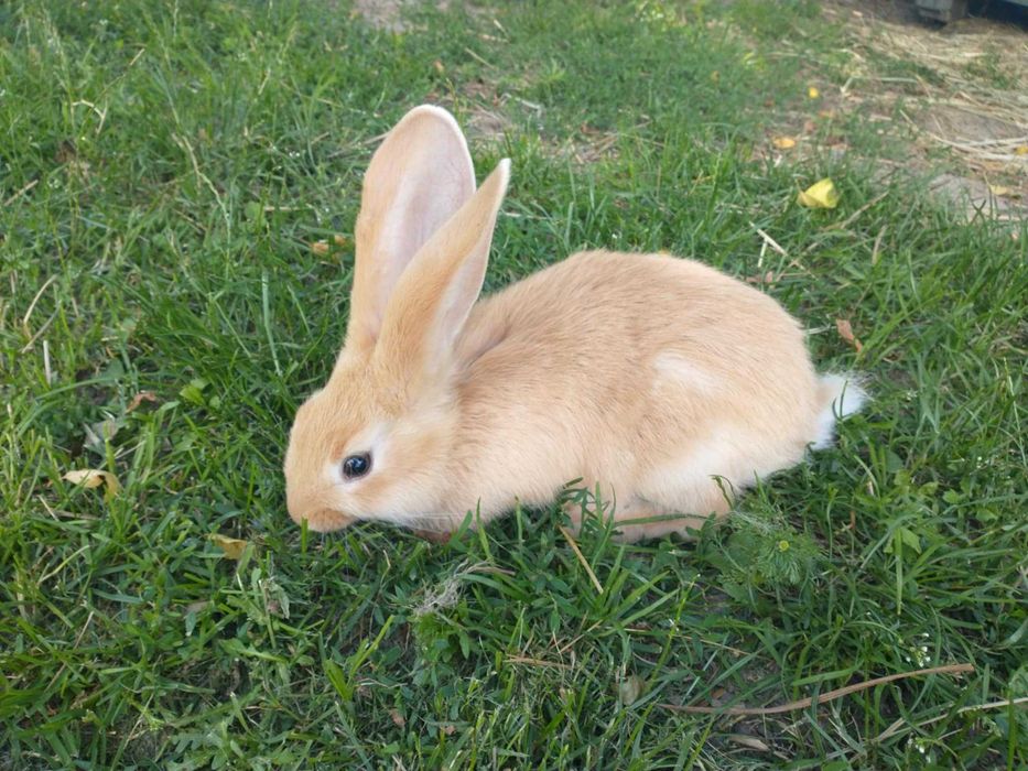 Sprzedam króliki młode