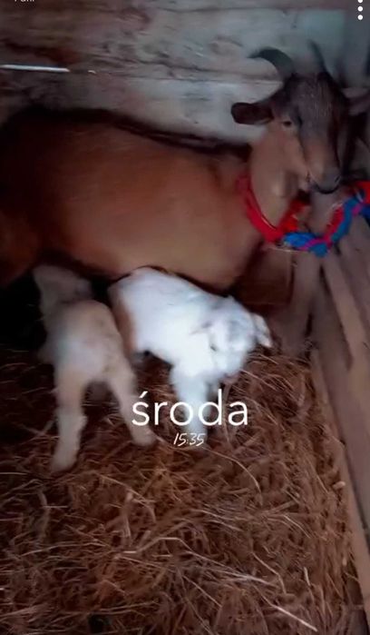 Koza mleczna z młodymi