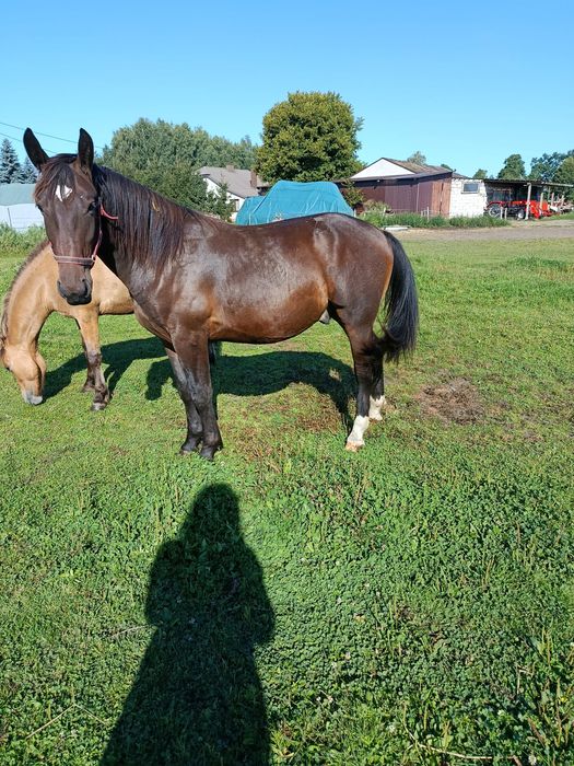 Ogierek śląski gniady