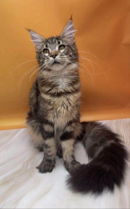 Класический окрас малышка