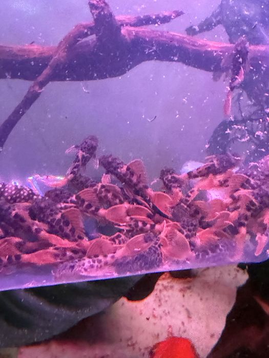 Zbrojnik glonojad L600 super red