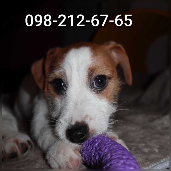 Чистокровні цуценята Джек Рассел Тер'єр